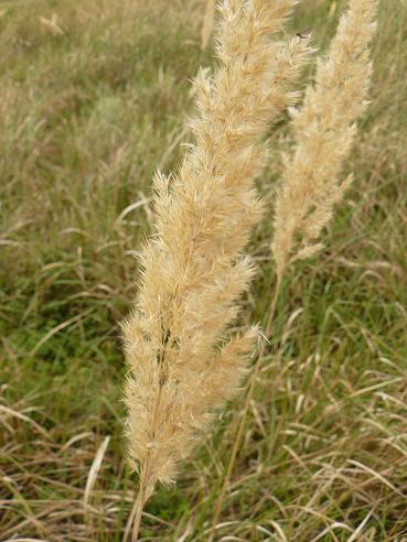 graminacea semi piumosi - Calamagrostis cfr. epigejos